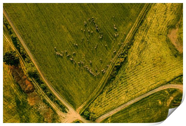 Aerial view of a flock of sheep grazing pastures. Print by Andrea Obzerova