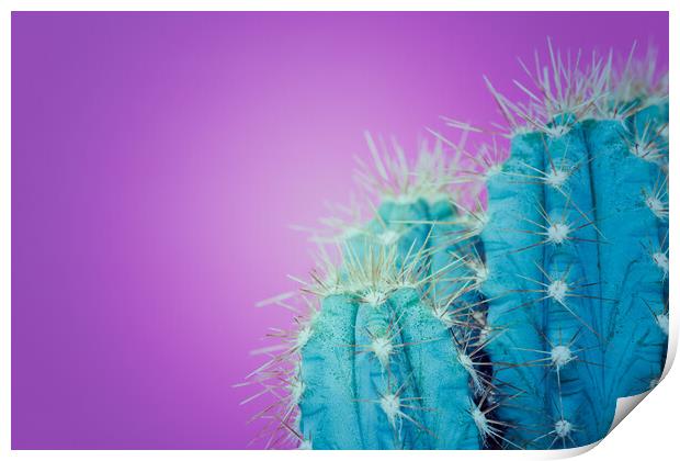 Trendy neon purple and blue coloured minimal cactus background. Print by Andrea Obzerova