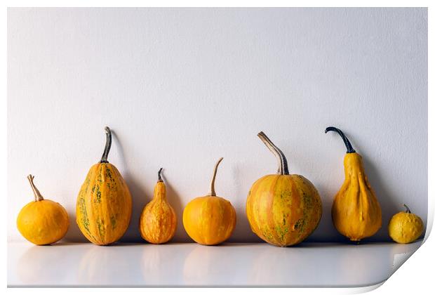 Various pumpkins on white shelf against white wall. Print by Andrea Obzerova