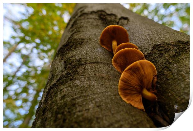 Seasonal mushrooms autumn background. Print by Andrea Obzerova