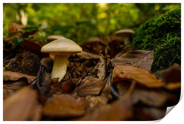 Seasonal mushrooms autumn background. Print by Andrea Obzerova