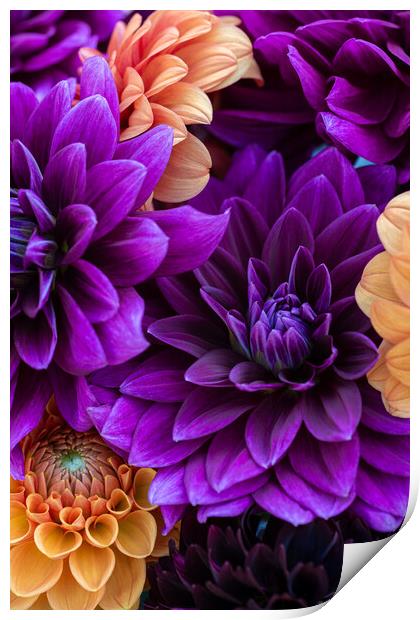 Dahlia flowers background. Print by Andrea Obzerova