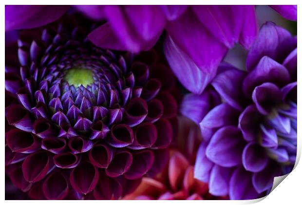 Dahlia flowers close up. Print by Andrea Obzerova
