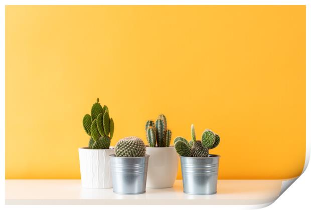 Cactus plants in flowerpots against yellow colored Print by Andrea Obzerova