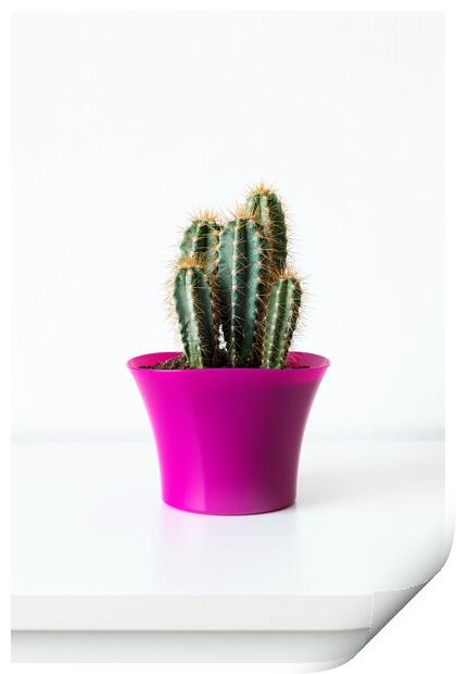 Cactus plant in bright pink flower pot against whi Print by Andrea Obzerova
