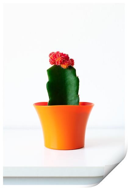 Flowering cactus plant in bright orange flower pot Print by Andrea Obzerova