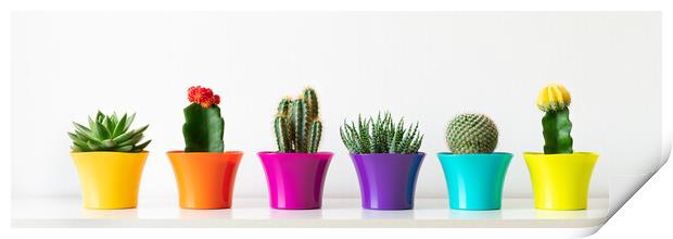 Various flowering cactus and succulent plants in bright colorful flower pots in a row. Print by Andrea Obzerova