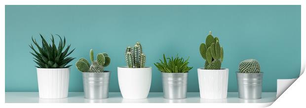 Collection of various potted cactus and succulent plants against turquoise wall.  Print by Andrea Obzerova
