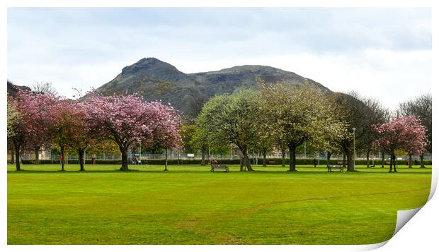 Spring in Meadows park, Edinburgh, with Arthur's seat view. Print by Andrea Obzerova