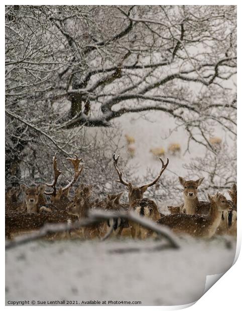Fallow Deer in the snowy woodland Print by Sue Lenthall