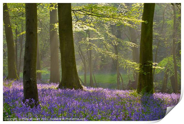 Bluebell Woodland, Cotswolds Print by Philip Stewart