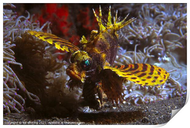 Yellow Lionfish Print by Ed Whiting