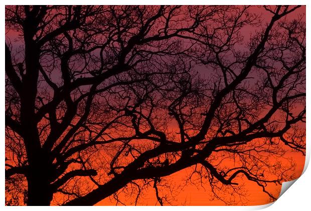 SUNRISE BRANCHES Print by Simon Keeping