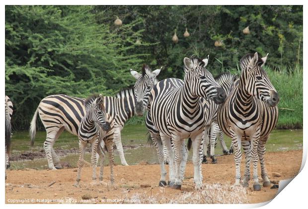 A group of zebra standing on top of a dirt field Print by Natalie Hiller
