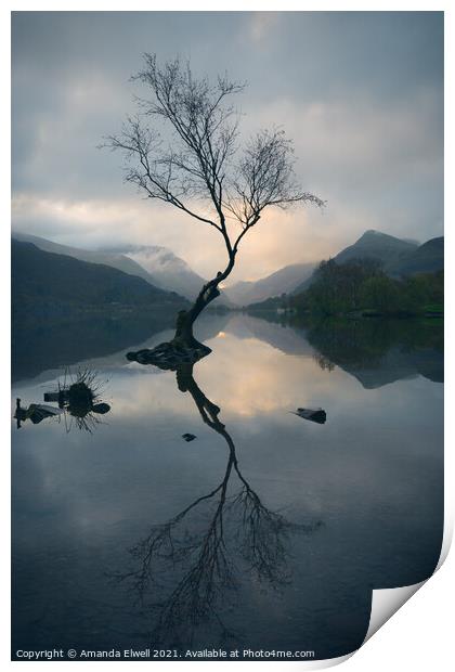 Lone Tree At Llyn Padarn Print by Amanda Elwell