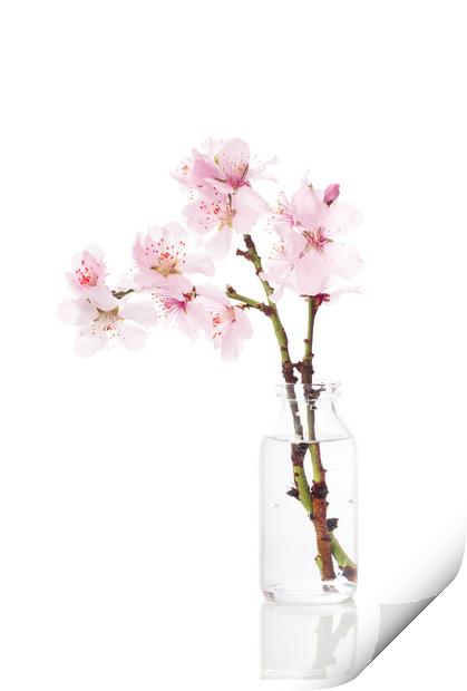 Cherry Blossom Print by Amanda Elwell