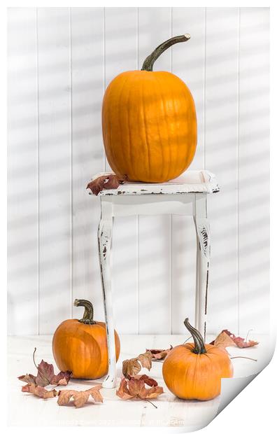 Thanksgiving Pumpkin Display Print by Amanda Elwell