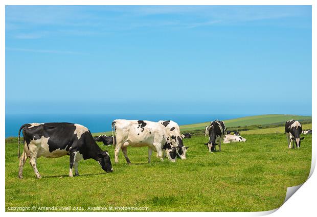 Grazing Dairy Cows Print by Amanda Elwell