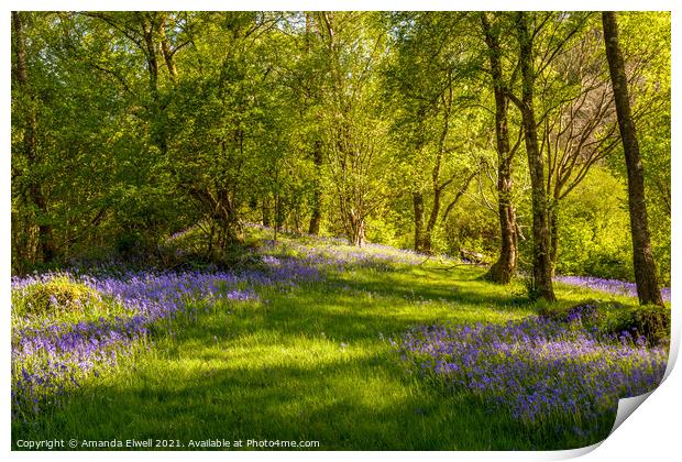 Bluebells Print by Amanda Elwell