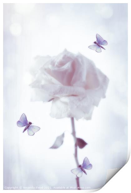 Rose With Butterflies Print by Amanda Elwell