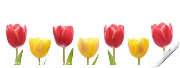 Mixed Tulips Print by Amanda Elwell