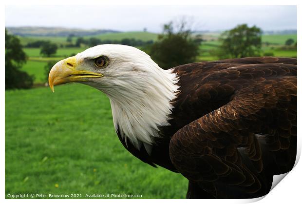 Rocky, an American Bald Eagle Print by Peter Brownlow