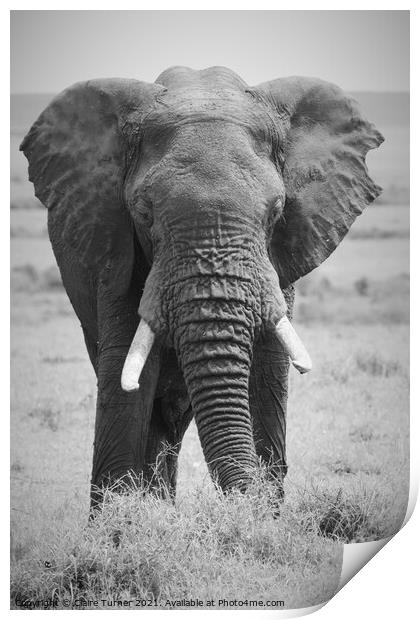 Bull elephant, Kenya Print by Claire Turner