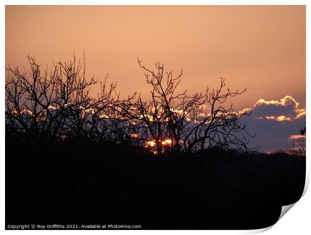 A tree with a sunset in the background Print by Roy Griffiths