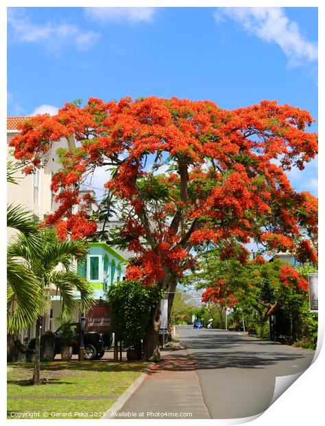 Flame tree in Mauritius Print by Gerard Peka