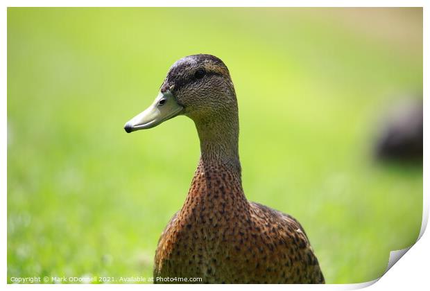 Duck looking away Print by Mark ODonnell