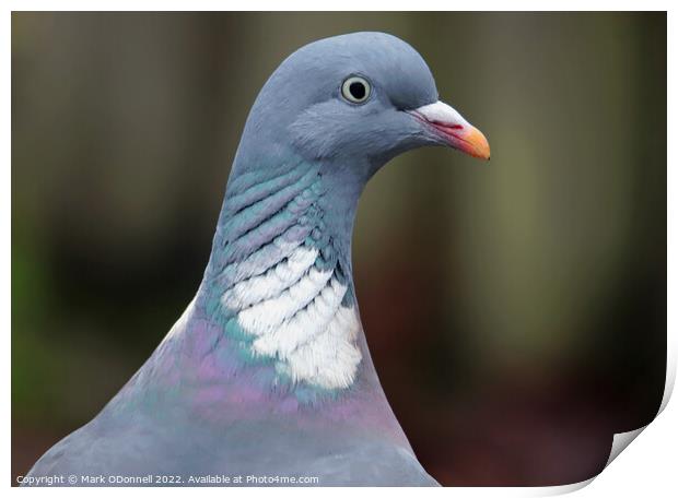 Pigeon Profile Print by Mark ODonnell