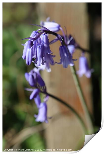 BlueBell 2 Print by Mark ODonnell