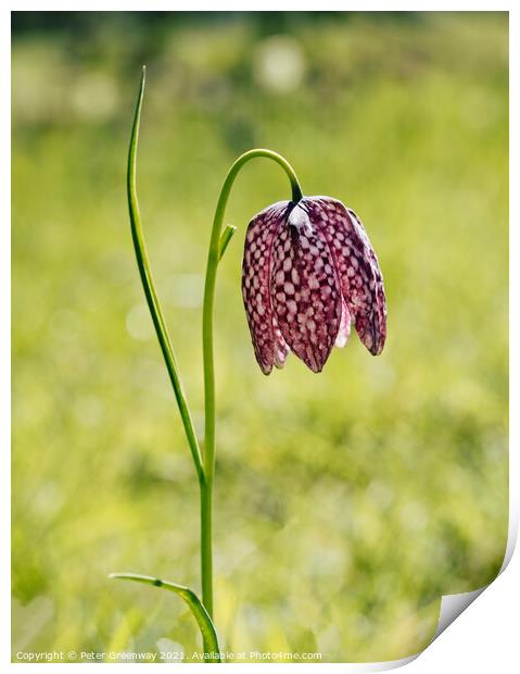 Wild purple chequered Fritillary Print by Peter Greenway