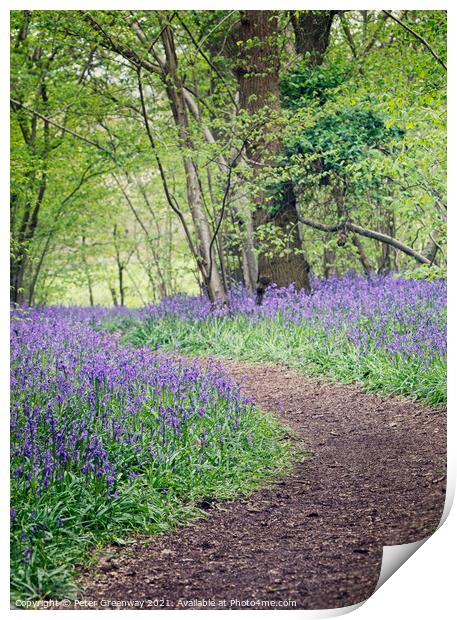 A Winding Path Through St Vincents Bluebell Wood I Print by Peter Greenway