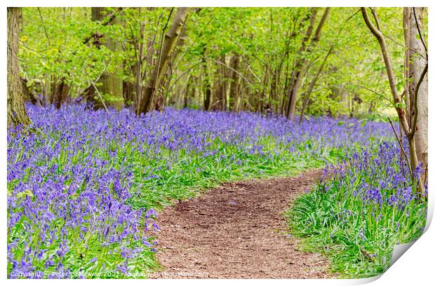 A Winding Path Through St Vincents Bluebell Wood In Freeland, Oxfordshire Print by Peter Greenway