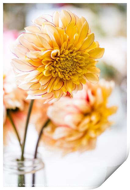 Vase Of Yellow Dahlias In A Village Flower Show Print by Peter Greenway