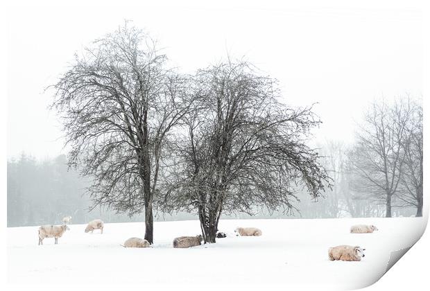 Sheep In Snow Covered Fields in Rural England Print by Peter Greenway
