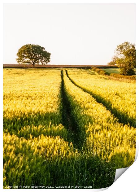 WHEAT FIELD IN SUMMER Print by Peter Greenway