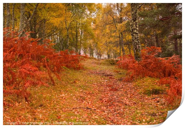 Autumnal woodlands around Little Garve, The Scotti Print by Peter Greenway