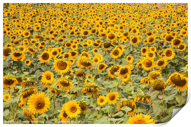 A Field Of Sunflowers In Sandeep, Dordogne, France Print by Peter Greenway