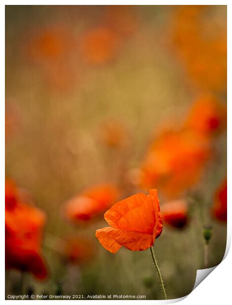 Echoes Of Poppies In The Fields Of Rural Oxfordshire Print by Peter Greenway