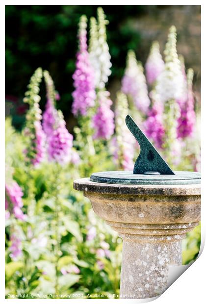 Foxgloves ( Digitalis ) In The Walled Flower Garden At Rousham H Print by Peter Greenway