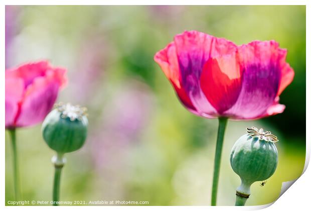 Poppies In The Borders At Rousham Gardens Print by Peter Greenway