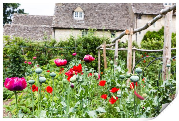 Poppies In Full Bloom In The Kitchen Gardens At Cogges Manor Far Print by Peter Greenway