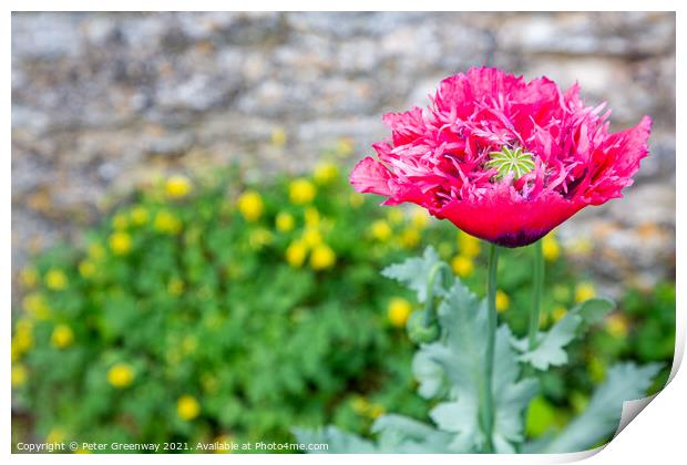 Poppies In Full Bloom In The Kitchen Gardens At Cogges Manor Far Print by Peter Greenway