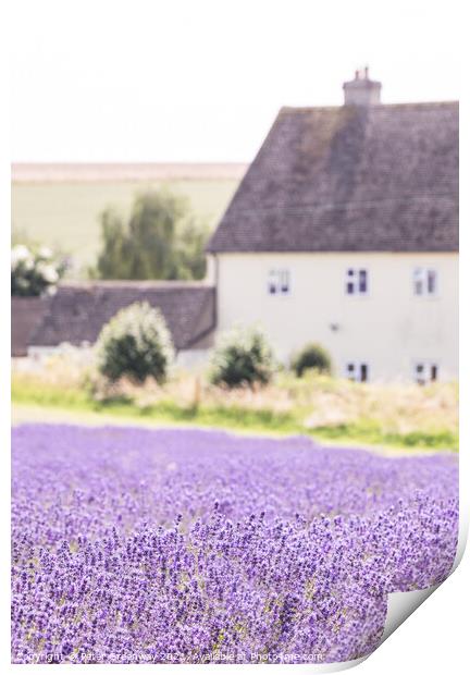 Cotswold Cottage Amongst The Lavender Fields At Snowshill Print by Peter Greenway
