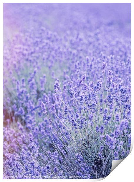 Cotswold Lavender At Snowshill Print by Peter Greenway