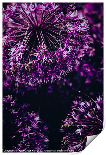 Allium Flower Heads Print by Peter Greenway