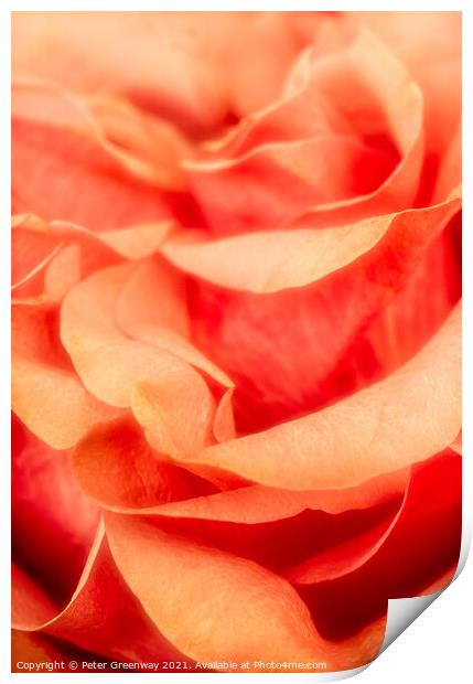 Petals of an English Orange Rose Print by Peter Greenway