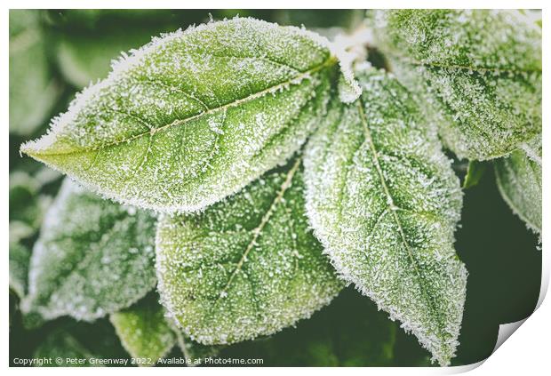 Frosty Garden Leaves After A Haw Frost Print by Peter Greenway